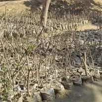 Green Seekers Activity